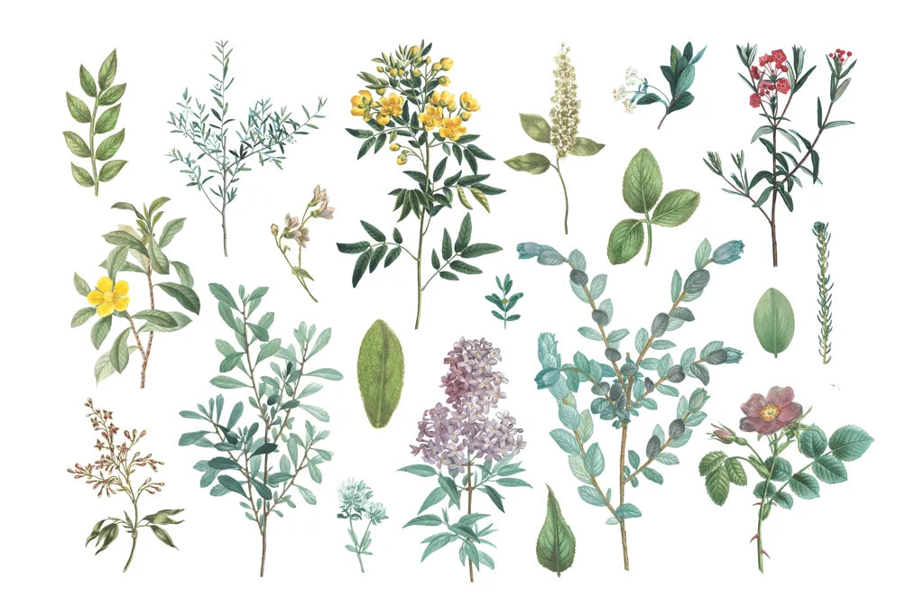 Victorian Garden Bright IV by Wild Apple Portfolio. SKU 77664i. Archival Giclee Fine art print for wall decor.