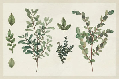 Victorian Garden Chart I by Wild Apple Portfolio. SKU 69181i. Archival Giclee Fine art print for wall decor.