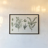 Victorian Garden Chart I by Wild Apple Portfolio. shown as a paper print in a black flame. Available as a archival giclee rolled canvas, fine art paper, or poster print. SKU 69181i.