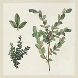 Victorian Garden Chart II by Wild Apple Portfolio. SKU 69182a. Archival Giclee Fine art print for wall decor.