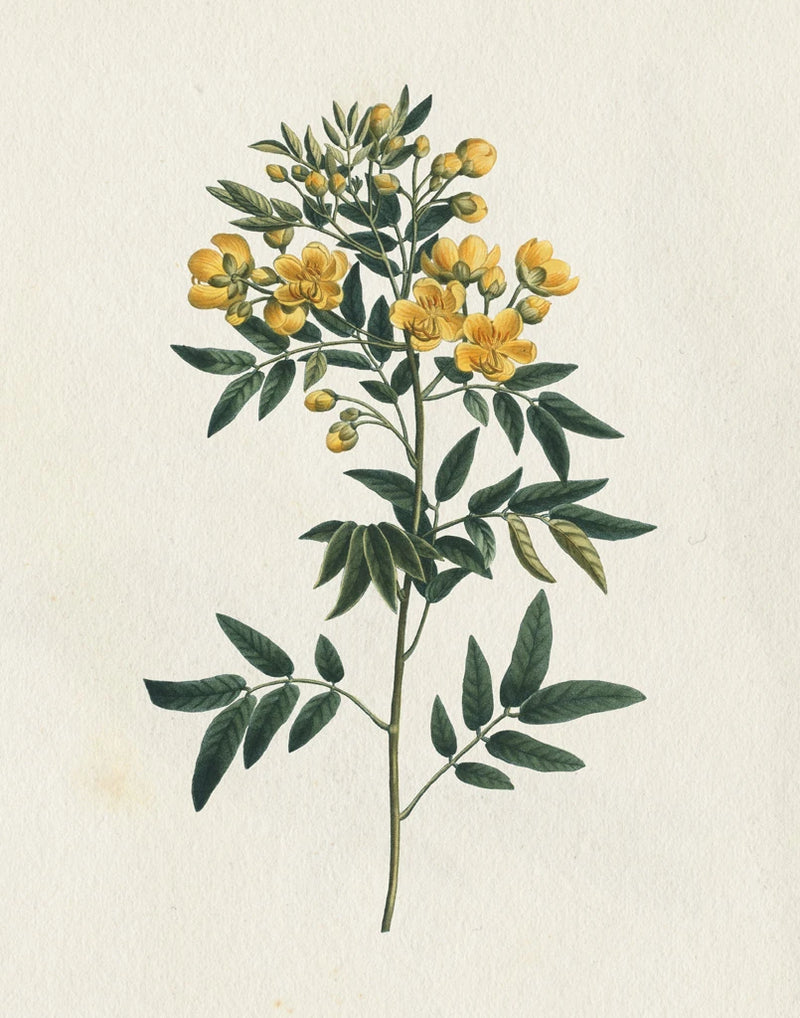 Victorian Garden Flowers I by Wild Apple Portfolio