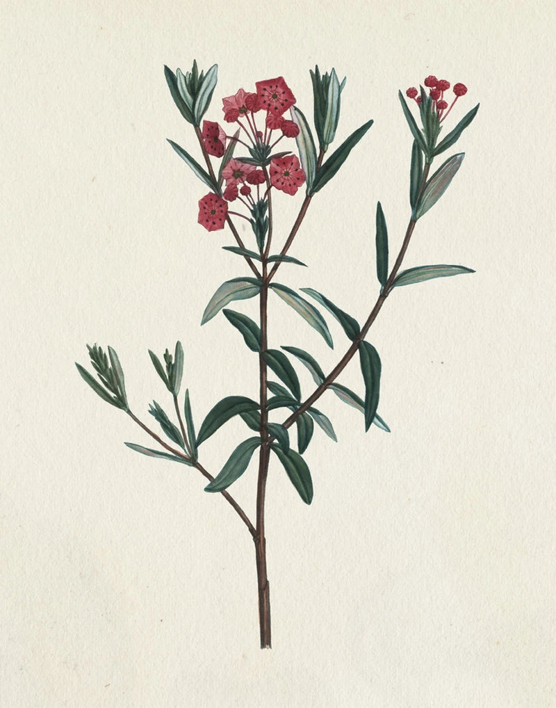 Victorian Garden Flowers II by Wild Apple Portfolio