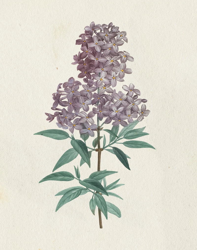 Victorian Garden Flowers III by Wild Apple Portfolio