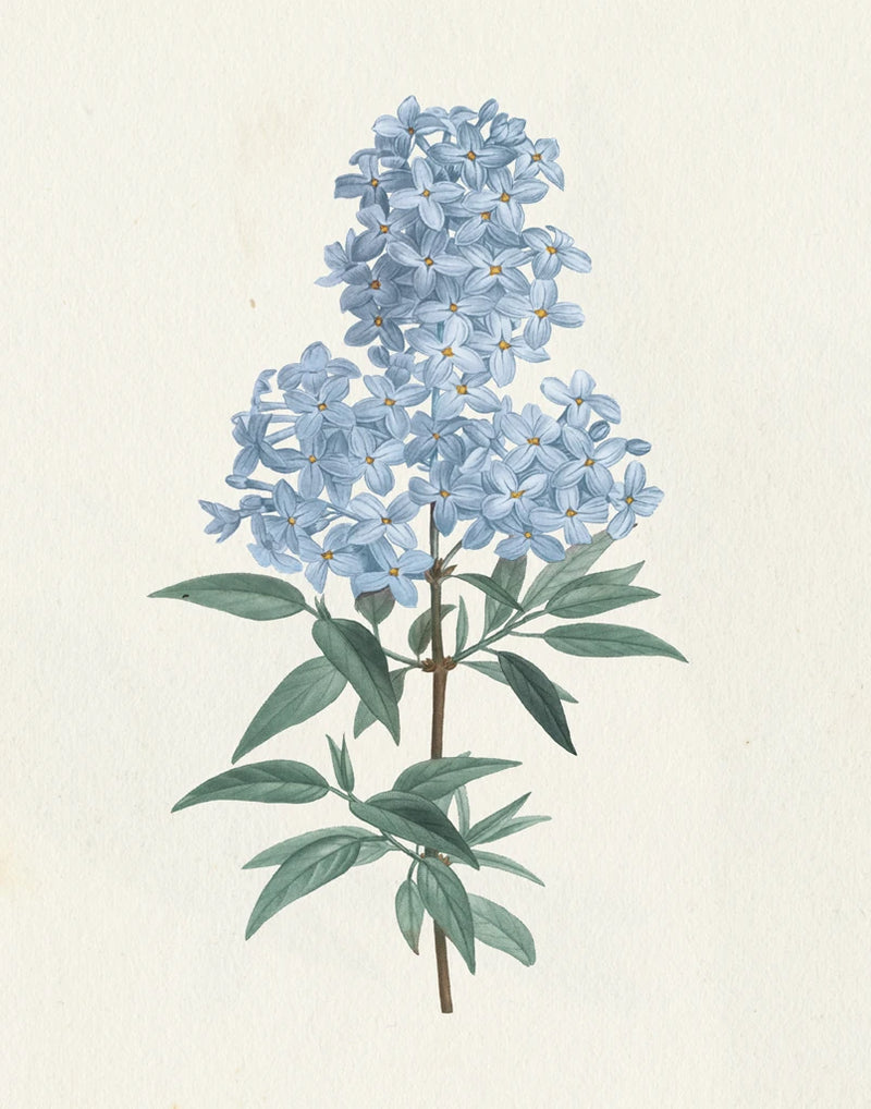 Victorian Garden Flowers III Blue by Wild Apple Portfolio