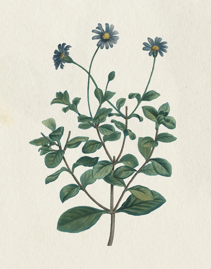 Victorian Garden Flowers IV by Wild Apple Portfolio