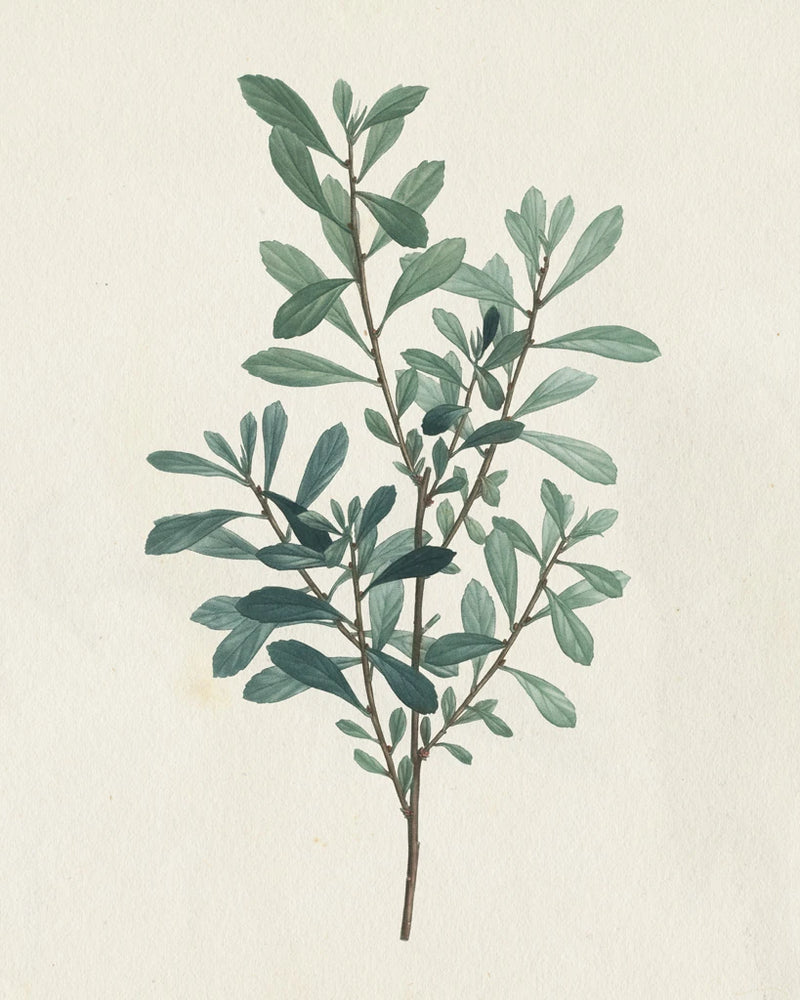 Victorian Garden Greenery I by Wild Apple Portfolio