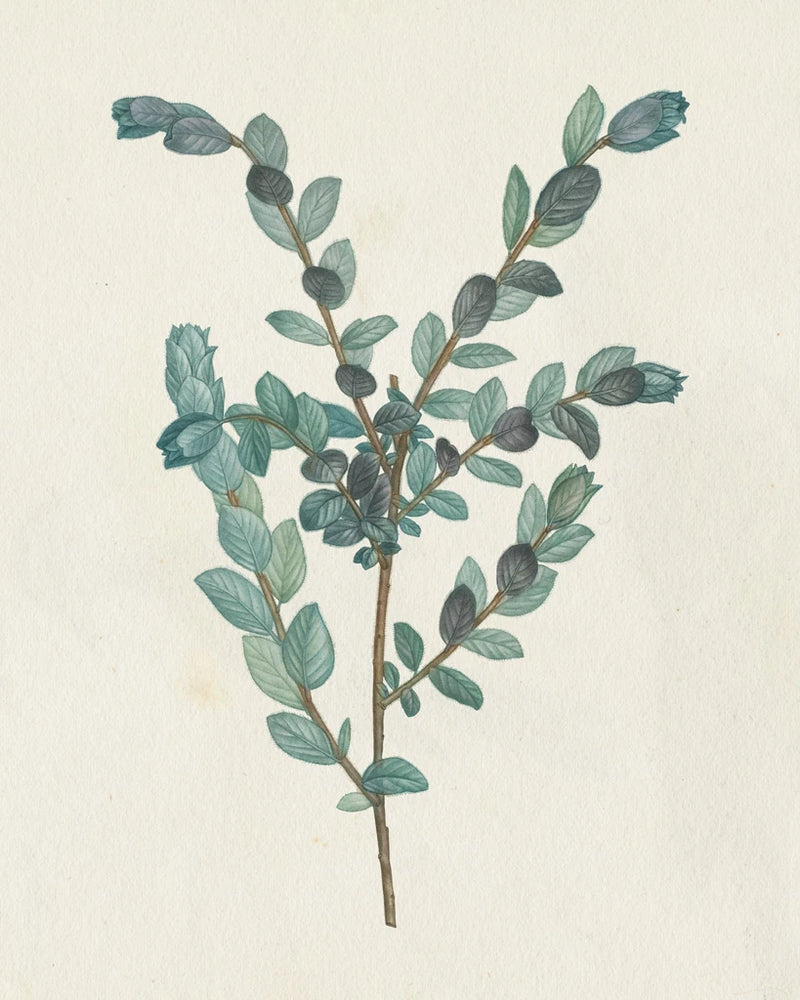Victorian Garden Greenery II by Wild Apple Portfolio