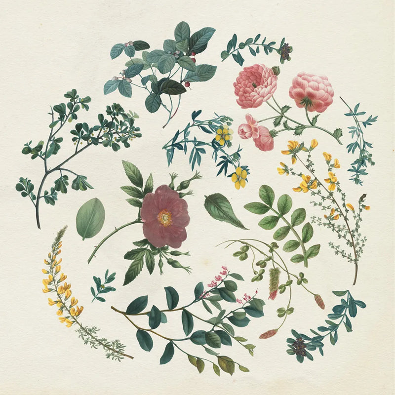 Victorian Garden II by Wild Apple Portfolio. SKU 46806a. Archival Giclee Fine art print for wall decor.