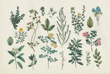 Victorian Garden III by Wild Apple Portfolio. SKU 46807i. Archival Giclee Fine art print for wall decor.