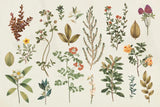 Victorian Garden III Autumn by Wild Apple Portfolio. SKU 70570i. Archival Giclee Fine art print for wall decor.