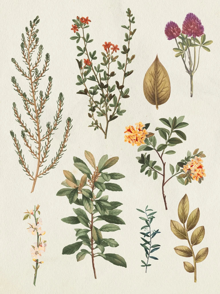 Victorian Garden III Autumn Crop II by Wild Apple Portfolio