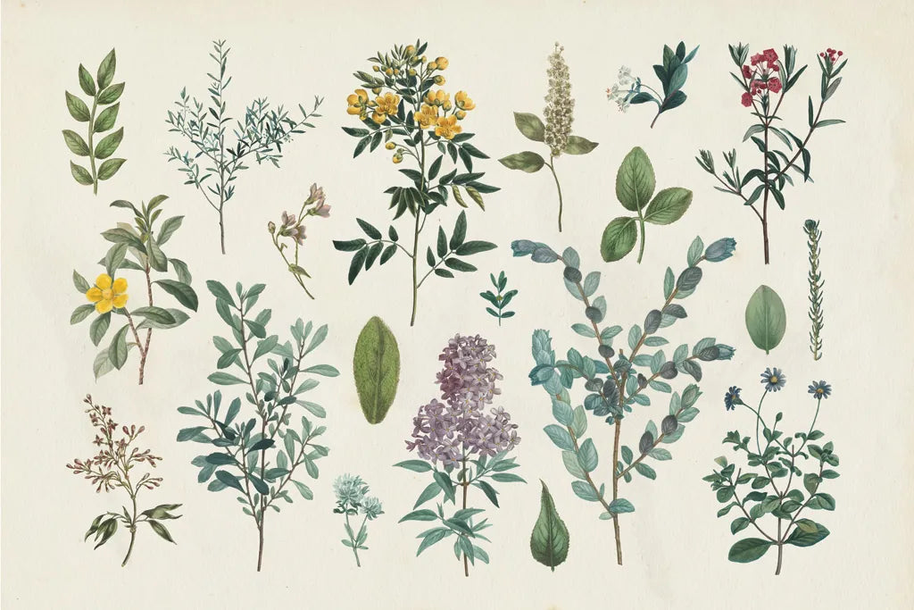 Victorian Garden IV by Wild Apple Portfolio. SKU 46808i. Archival Giclee Fine art print for wall decor.