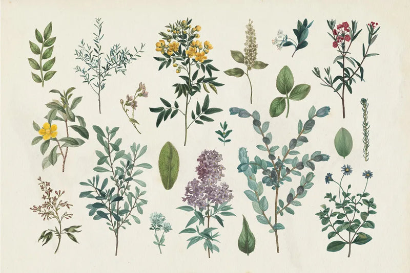 Victorian Garden IV by Wild Apple Portfolio. SKU 46808i. Archival Giclee Fine art print for wall decor.