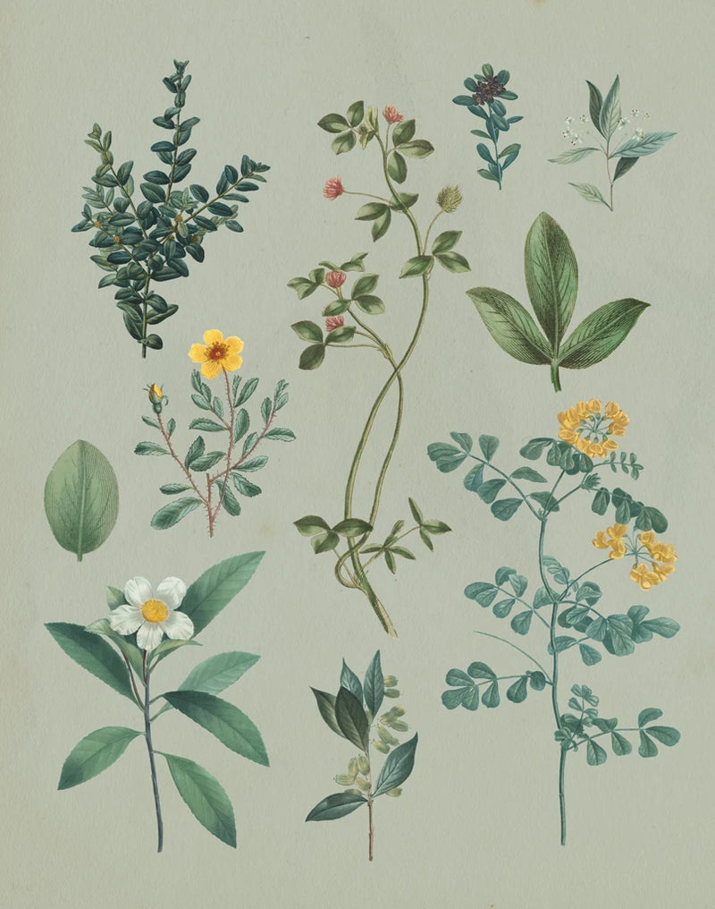 Victorian Garden V by Wild Apple Portfolio