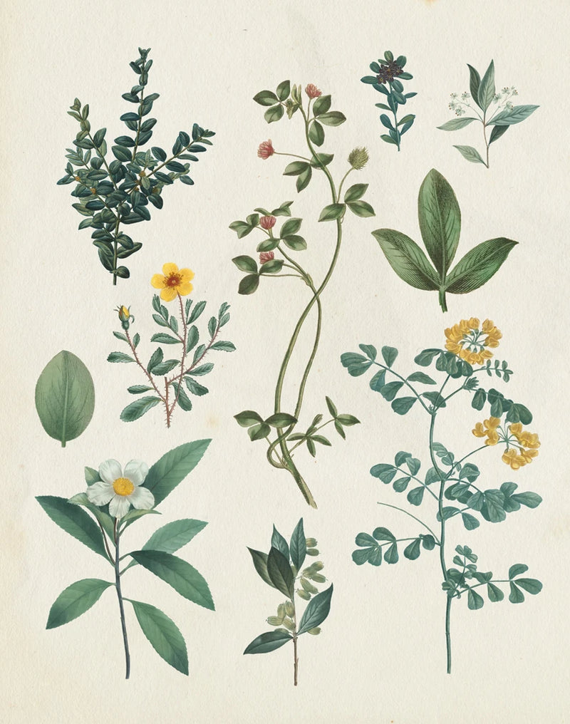 Victorian Garden V Light by Wild Apple Portfolio