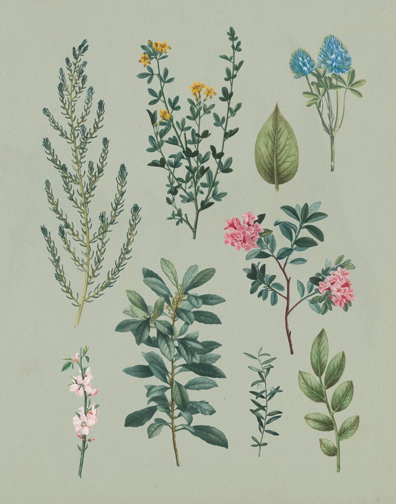 Victorian Garden VI by Wild Apple Portfolio