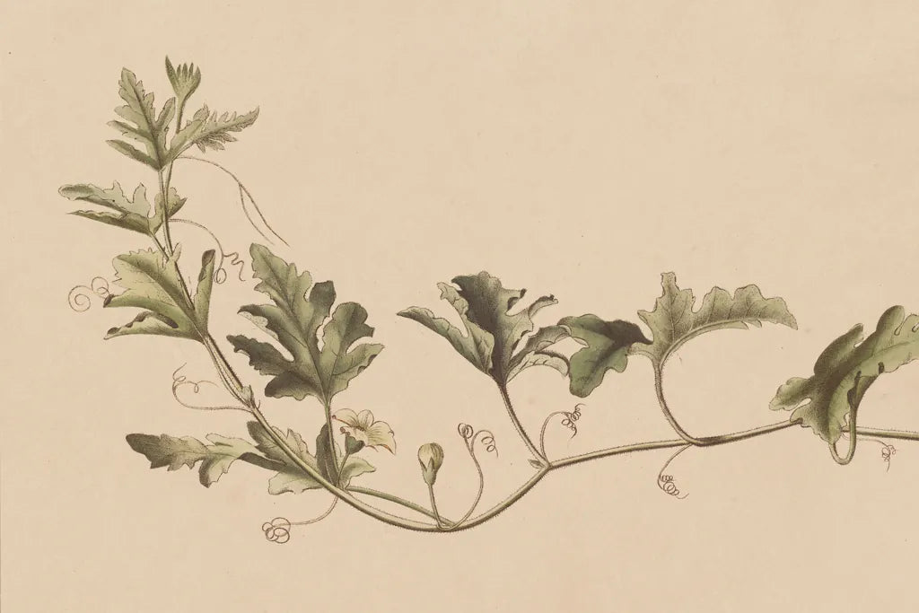 Vine of Sodom by Wild Apple Portfolio. SKU 86789i. Archival Giclee Fine art print for wall decor.