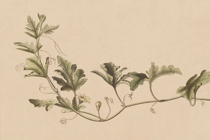 Vine of Sodom by Wild Apple Portfolio. SKU 86789i. Archival Giclee Fine art print for wall decor.