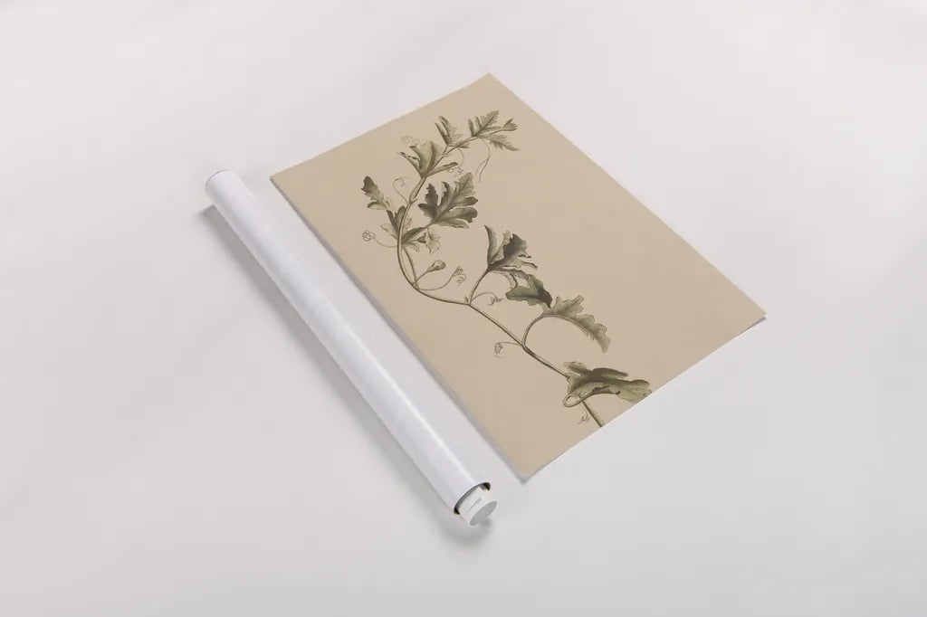 Vine of Sodom by Wild Apple Portfolio. shown as a rolled paper print. Available as archival giclee rolled canvas, fine art paper, or poster print. SKU 86789i.