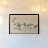 Vine of Sodom by Wild Apple Portfolio. shown as a paper print in a black flame. Available as a archival giclee rolled canvas, fine art paper, or poster print. SKU 86789i.