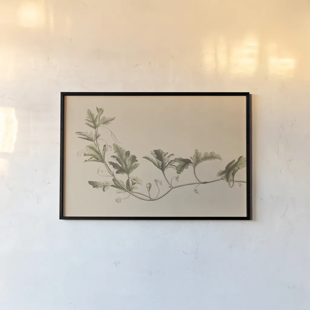 Vine of Sodom by Wild Apple Portfolio. shown as a paper print in a black flame. Available as a archival giclee rolled canvas, fine art paper, or poster print. SKU 86789i.