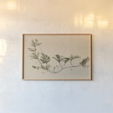 Vine of Sodom by Wild Apple Portfolio. shown as a paper print in a natural frame. Available as a archival giclee rolled canvas, fine art paper, or poster print. SKU 86789i.