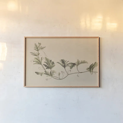 Vine of Sodom by Wild Apple Portfolio. shown as a paper print in a natural frame. Available as a archival giclee rolled canvas, fine art paper, or poster print. SKU 86789i.