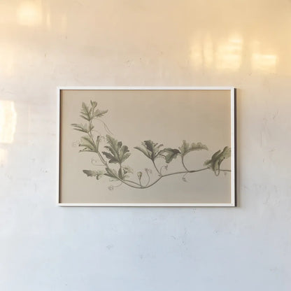 Vine of Sodom by Wild Apple Portfolio. shown as a paper print in a white frame. Available as a archival giclee rolled canvas, fine art paper, or poster print. SKU 86789i.