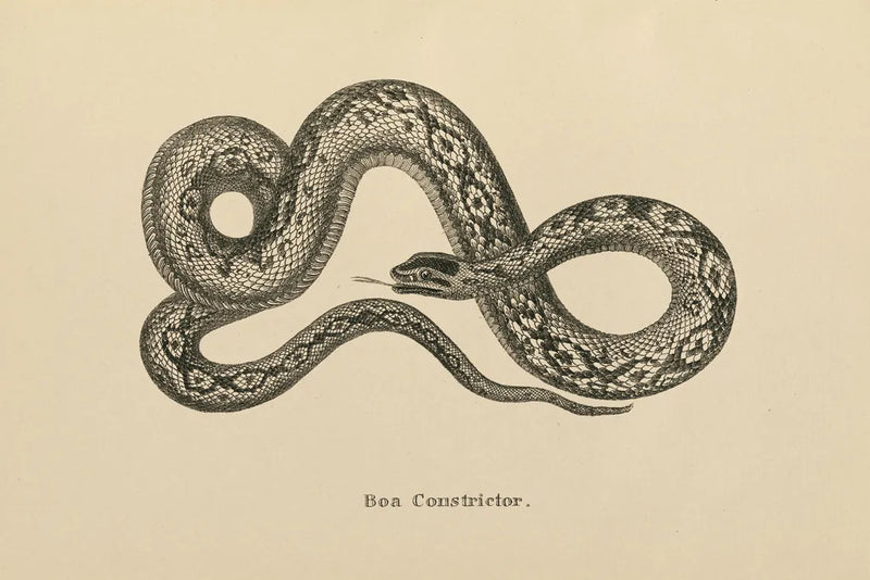 Vintage Boa Constrictor by Wild Apple Portfolio. SKU 49212i. Archival Giclee Fine art print for wall decor.