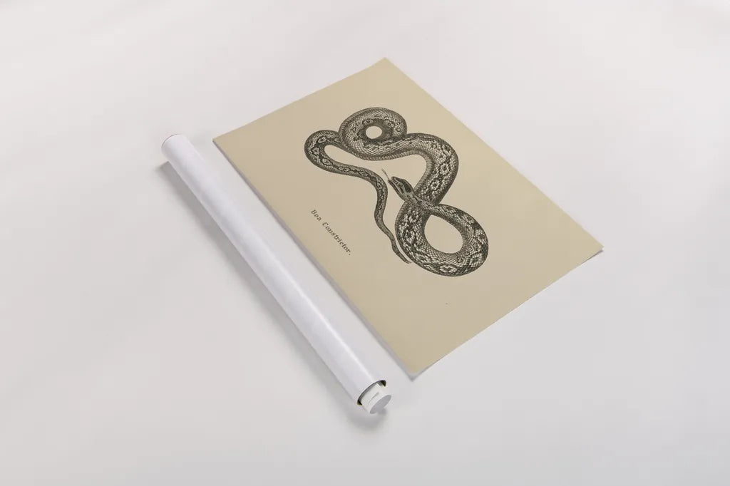 Vintage Boa Constrictor by Wild Apple Portfolio. shown as a rolled paper print. Available as archival giclee rolled canvas, fine art paper, or poster print. SKU 49212i.