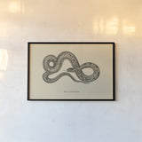 Vintage Boa Constrictor by Wild Apple Portfolio. shown as a paper print in a black flame. Available as a archival giclee rolled canvas, fine art paper, or poster print. SKU 49212i.