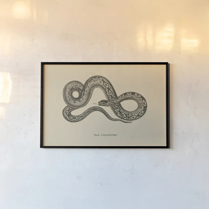 Vintage Boa Constrictor by Wild Apple Portfolio. shown as a paper print in a black flame. Available as a archival giclee rolled canvas, fine art paper, or poster print. SKU 49212i.