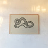 Vintage Boa Constrictor by Wild Apple Portfolio. shown as a paper print in a natural frame. Available as a archival giclee rolled canvas, fine art paper, or poster print. SKU 49212i.