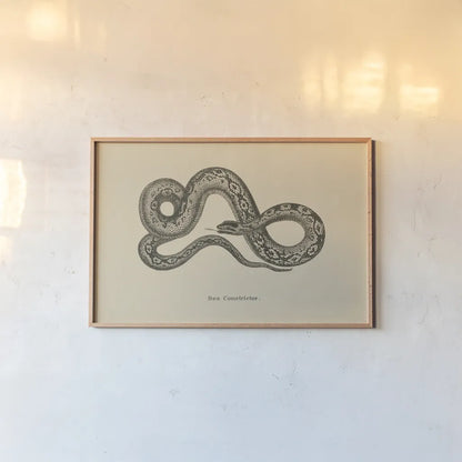 Vintage Boa Constrictor by Wild Apple Portfolio. shown as a paper print in a natural frame. Available as a archival giclee rolled canvas, fine art paper, or poster print. SKU 49212i.