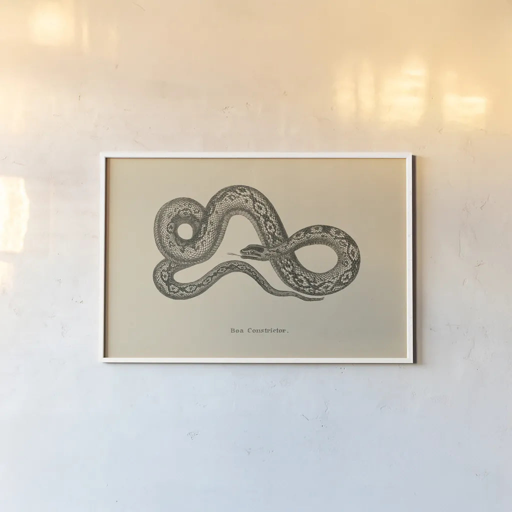 Vintage Boa Constrictor by Wild Apple Portfolio. shown as a paper print in a white frame. Available as a archival giclee rolled canvas, fine art paper, or poster print. SKU 49212i.
