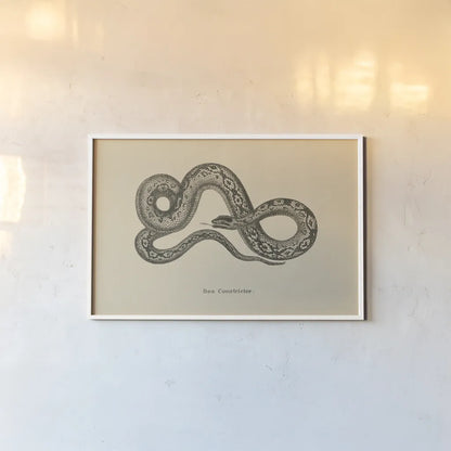 Vintage Boa Constrictor by Wild Apple Portfolio. shown as a paper print in a white frame. Available as a archival giclee rolled canvas, fine art paper, or poster print. SKU 49212i.