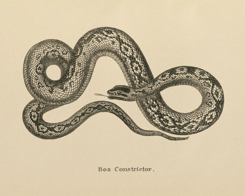 Vintage Boa Constrictor Crop by Wild Apple Portfolio