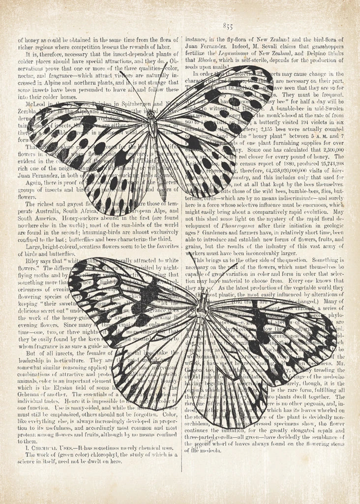 Vintage Butterflies on Newsprint by Wild Apple Portfolio