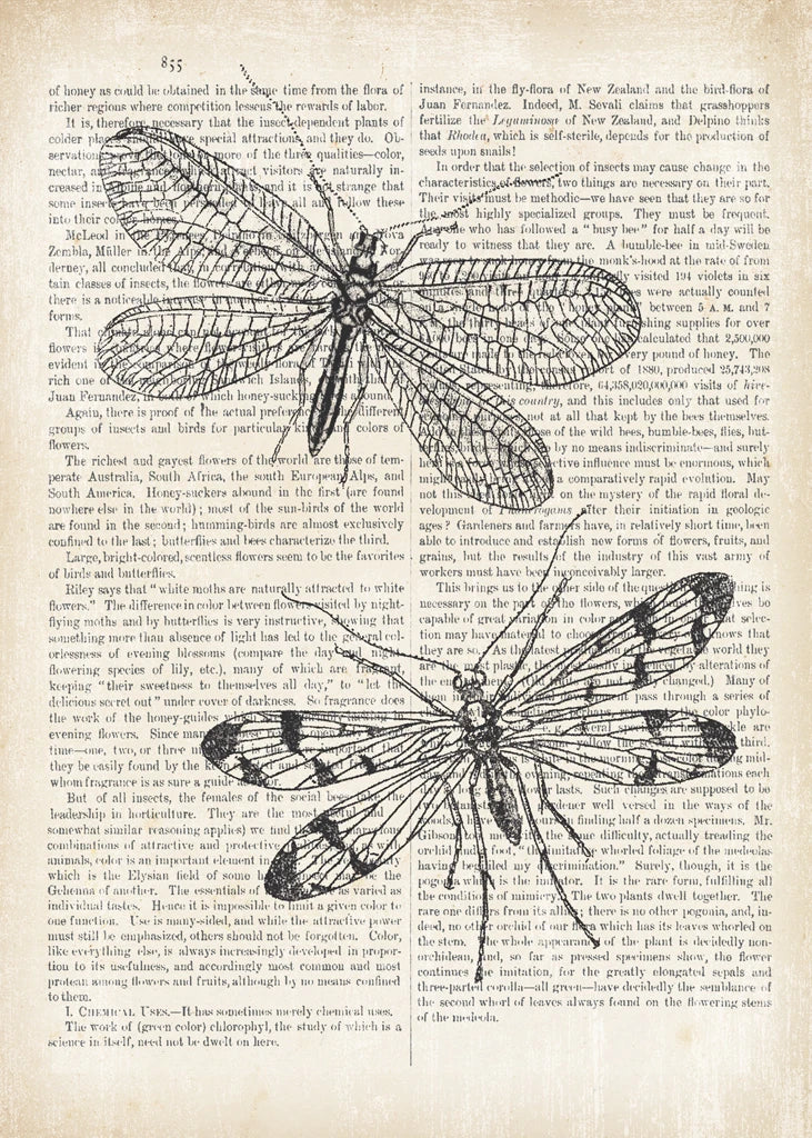 Vintage Dragonflies on Newsprint by Wild Apple Portfolio