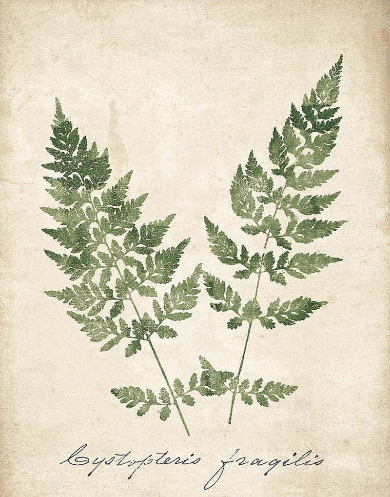 Vintage Ferns VII no Border by Wild Apple Portfolio