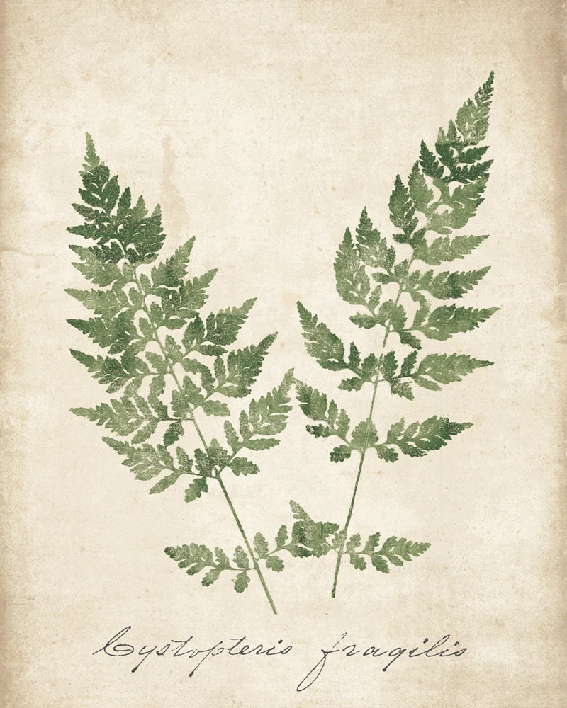 Vintage Ferns VII no Border Crop by Wild Apple Portfolio