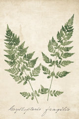 Vintage Ferns VII no Border Crop by Wild Apple Portfolio. SKU 16522h. Archival Giclee Fine art print for wall decor.