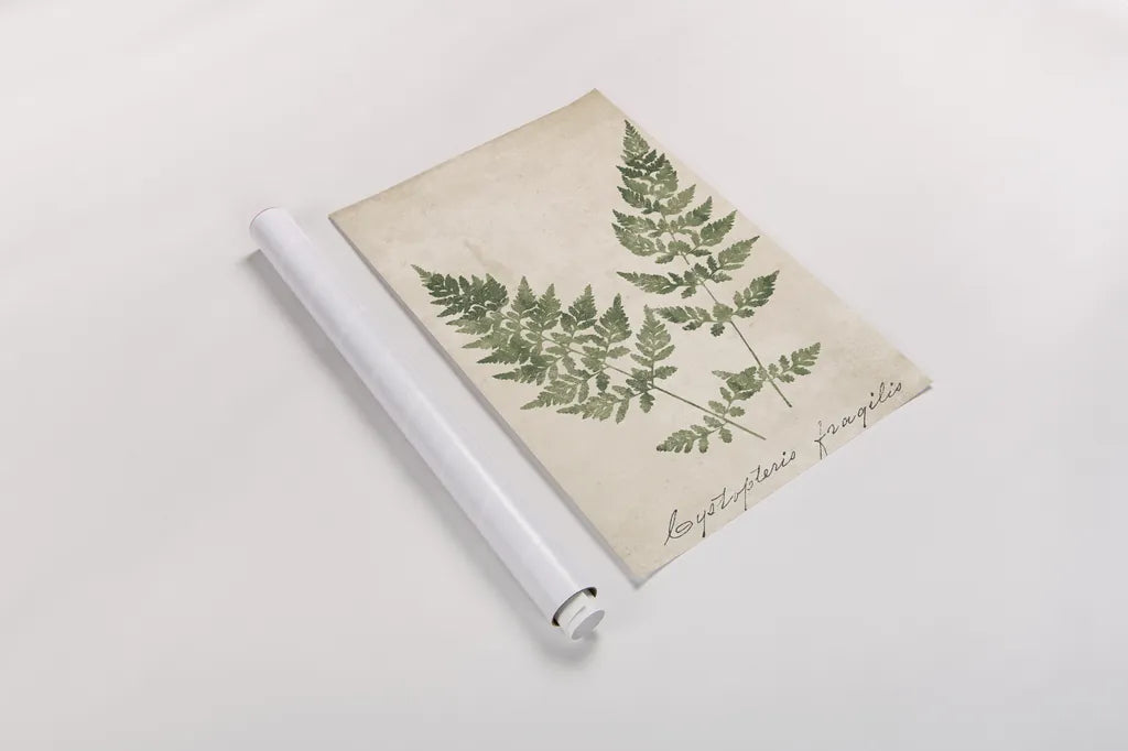 Vintage Ferns VII no Border Crop by Wild Apple Portfolio. shown as a rolled paper print. Available as archival giclee rolled canvas, fine art paper, or poster print. SKU 16522h.