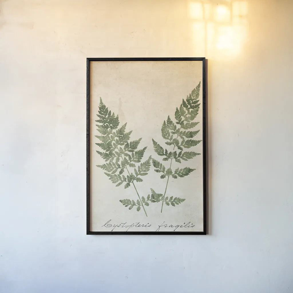 Vintage Ferns VII no Border Crop by Wild Apple Portfolio. shown as a paper print in a black flame. Available as a archival giclee rolled canvas, fine art paper, or poster print. SKU 16522h.