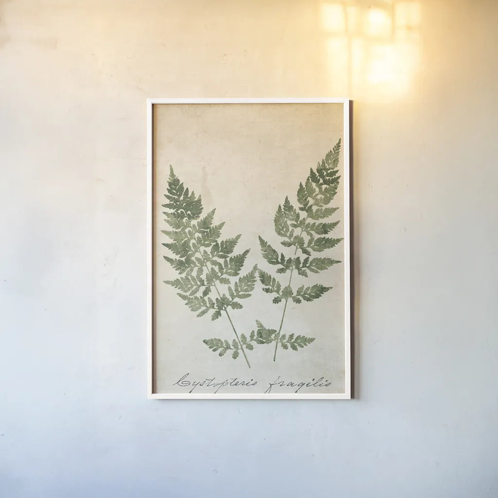 Vintage Ferns VII no Border Crop by Wild Apple Portfolio. shown as a paper print in a white frame. Available as a archival giclee rolled canvas, fine art paper, or poster print. SKU 16522h.