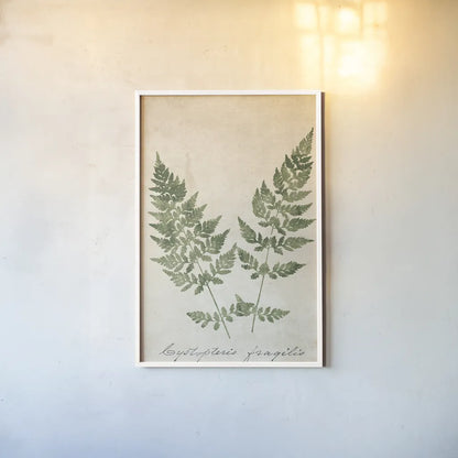 Vintage Ferns VII no Border Crop by Wild Apple Portfolio. shown as a paper print in a white frame. Available as a archival giclee rolled canvas, fine art paper, or poster print. SKU 16522h.
