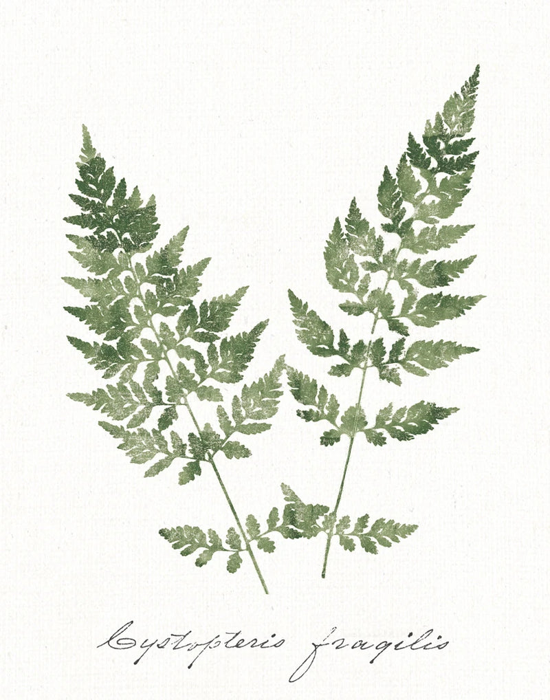 Vintage Ferns VII no Border White by Wild Apple Portfolio