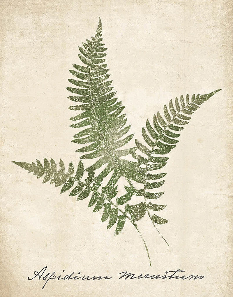 Vintage Ferns X no Border by Wild Apple Portfolio
