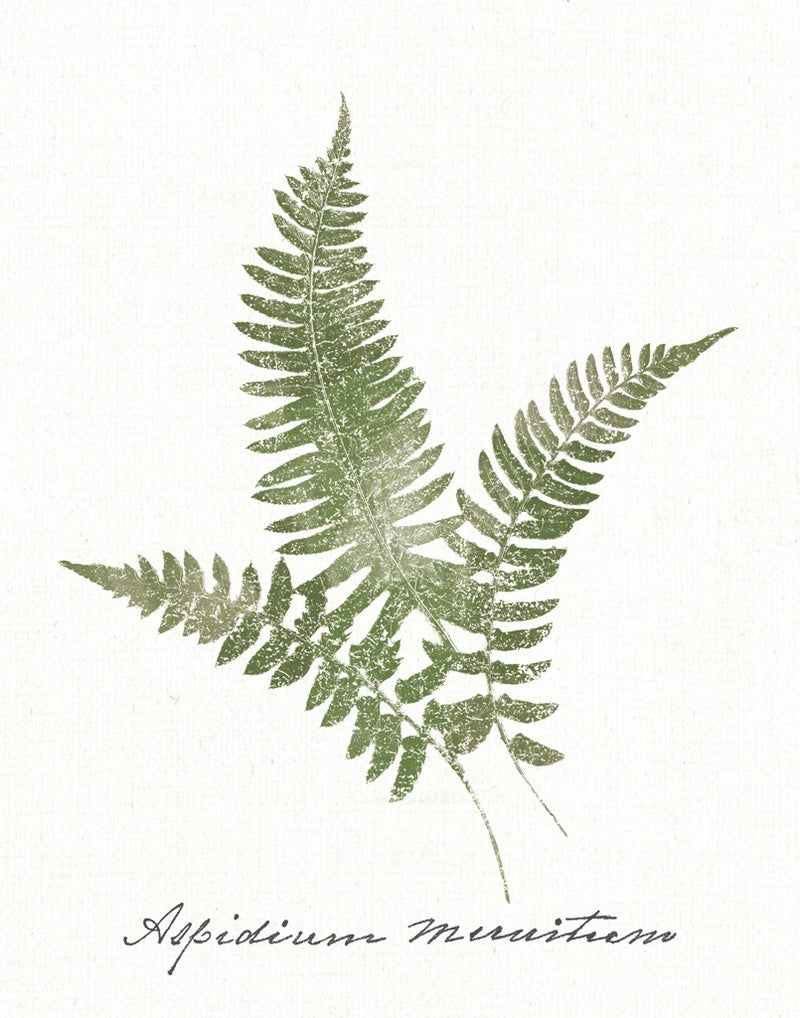 Vintage Ferns X no Border White by Wild Apple Portfolio