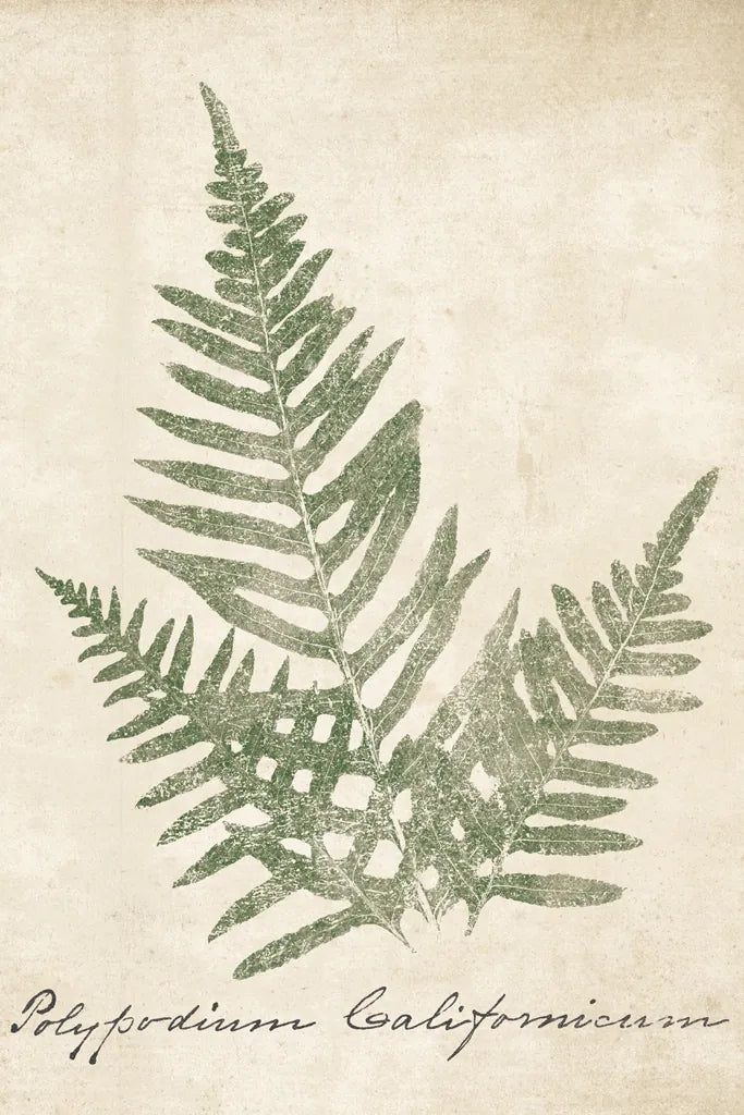 Vintage Ferns XI no Border Crop by Wild Apple Portfolio. SKU 18753h. Archival Giclee Fine art print for wall decor.
